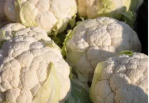 CAULIFLOWER